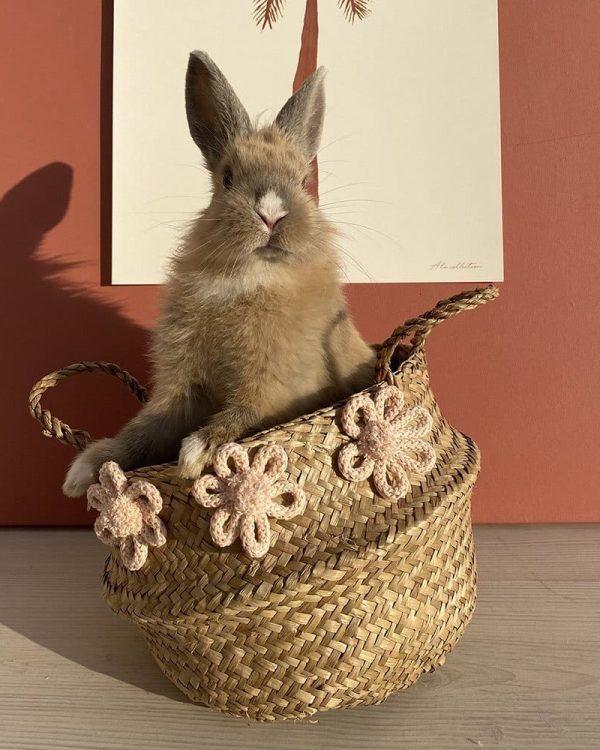 Daisy Basket
