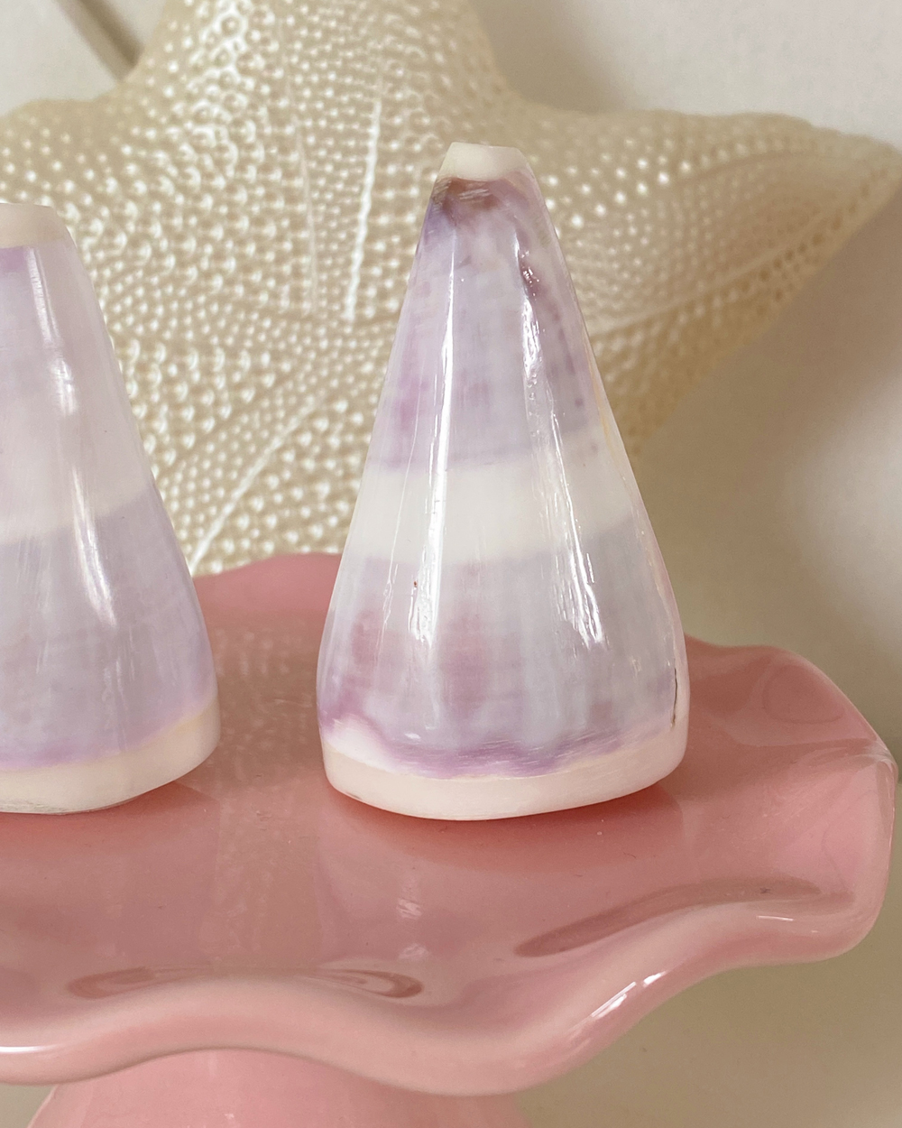 Natural Shell Salt Pepper Shaker Set